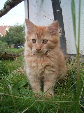 Undercover-Coon´s Dakota Bild 130