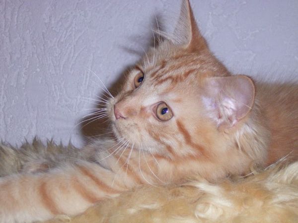 Undercover-Coon´s Dakota Bild 139