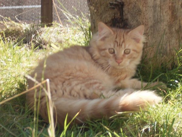 Undercover-Coon´s Dakota Bild 144