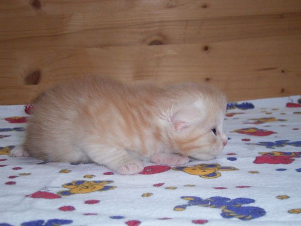 Undercover-Coon´s Dean Bild 12