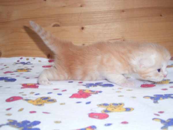 Undercover-Coon´s Dean Bild 14
