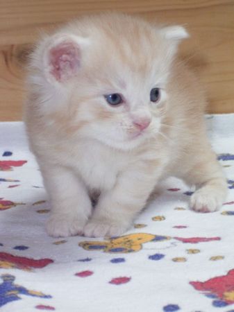 Undercover-Coon´s Dean Bild 25