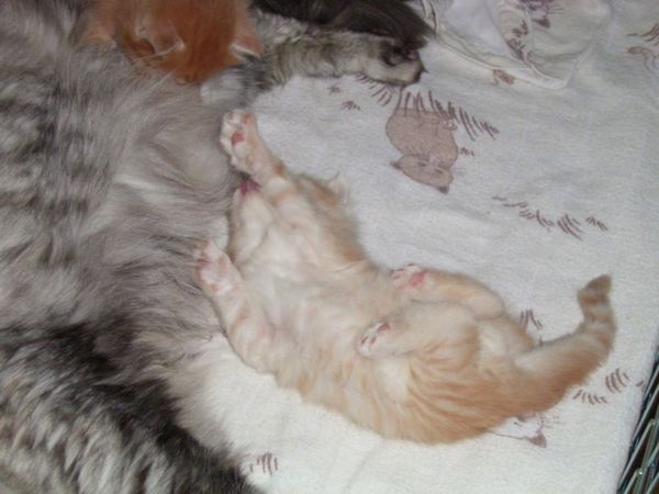 Undercover-Coon´s Dean Bild 28