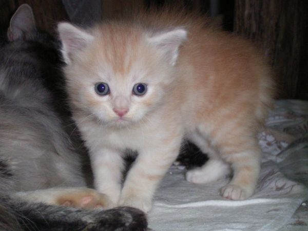 Undercover-Coon´s Dean Bild 30