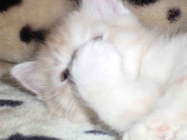 Undercover-Coon´s Dean Bild 46