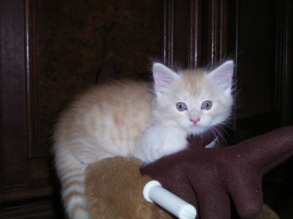 Undercover-Coon´s Dean Bild 58