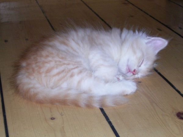 Undercover-Coon´s Dean Bild 59