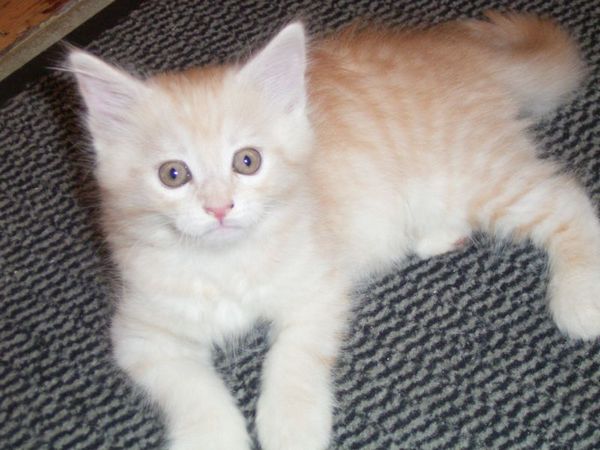 Undercover-Coon´s Dean Bild 70