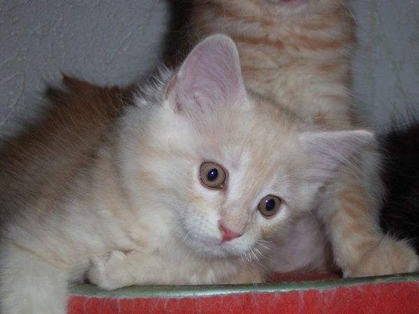 Undercover-Coon´s Dean Bild 78