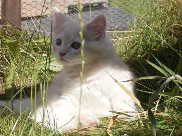 Undercover-Coon´s Dean Bild 87