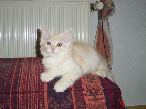 Undercover-Coon´s Dean Bild 96