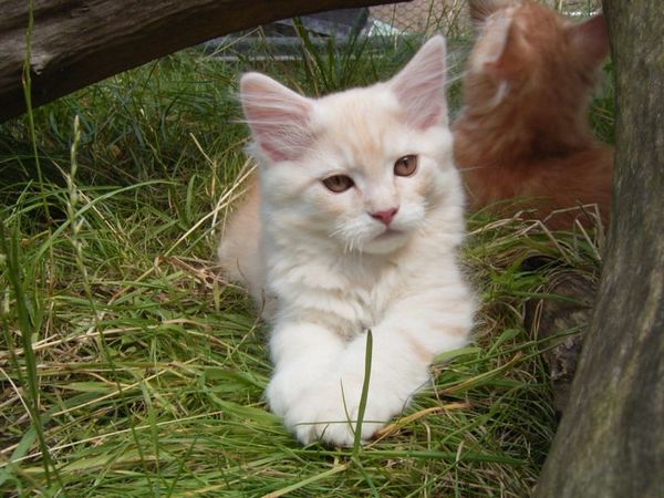 Undercover-Coon´s Dean Bild 108