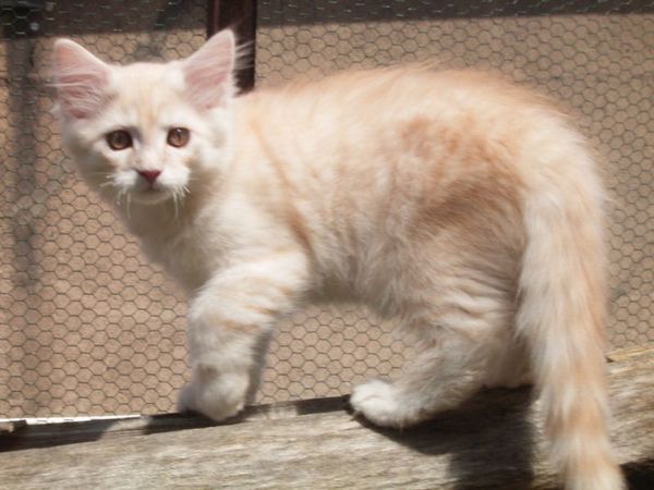 Undercover-Coon´s Dean Bild 111