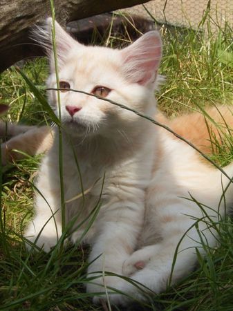 Undercover-Coon´s Dean Bild 113