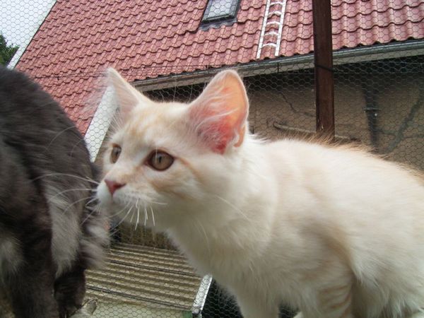 Undercover-Coon´s Dean Bild 122