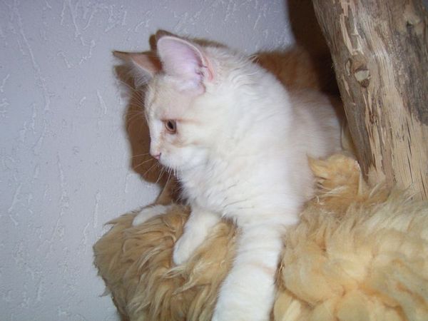 Undercover-Coon´s Dean Bild 123