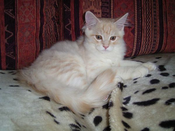 Undercover-Coon´s Dean Bild 144