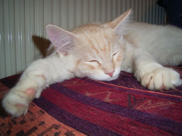 Undercover-Coon´s Dean Bild 145