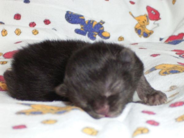 Undercover-Coon´s Donna Bild 1