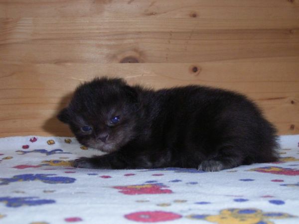 Undercover-Coon´s Donna Bild 3