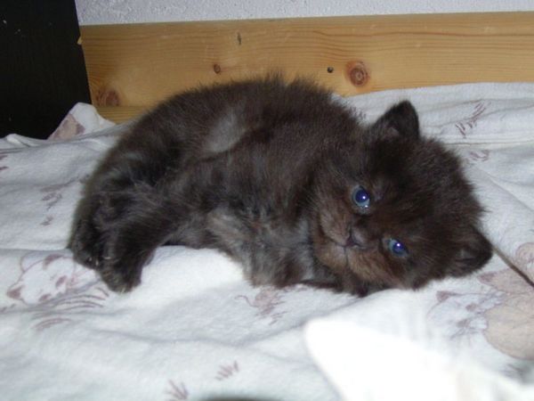 Undercover-Coon´s Donna Bild 20