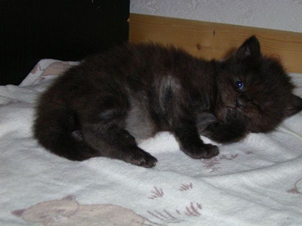 Undercover-Coon´s Donna Bild 23