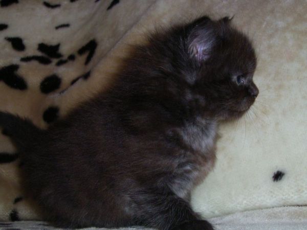 Undercover-Coon´s Donna Bild 36