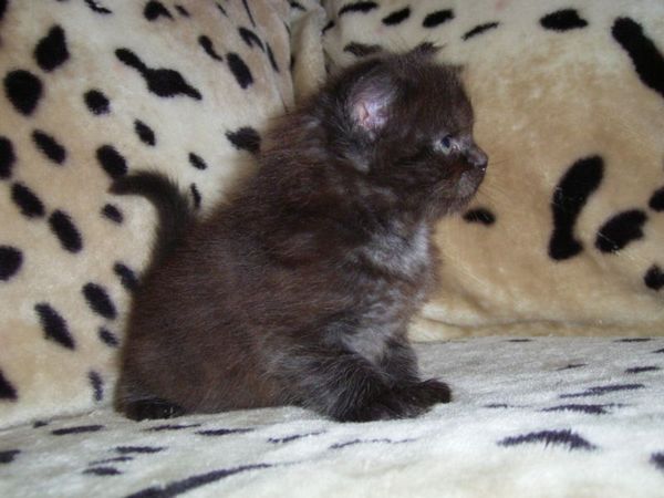 Undercover-Coon´s Donna Bild 40