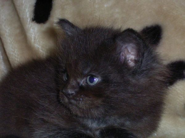 Undercover-Coon´s Donna Bild 49