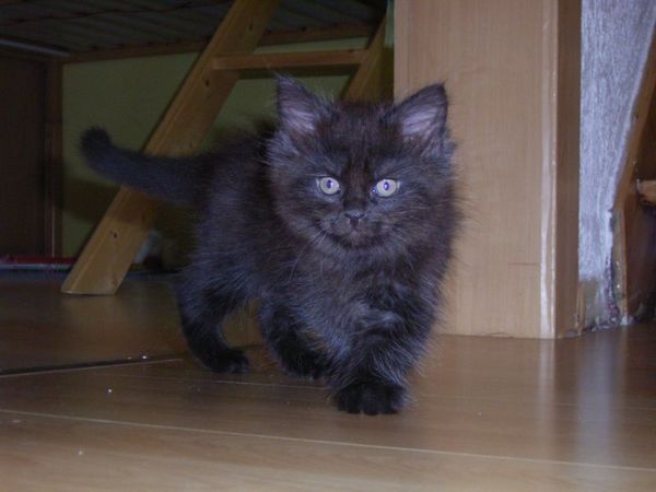 Undercover-Coon´s Donna Bild 71