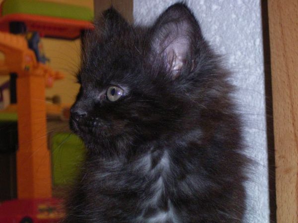 Undercover-Coon´s Donna Bild 72