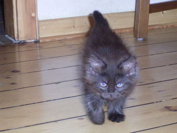Undercover-Coon´s Donna Bild 77