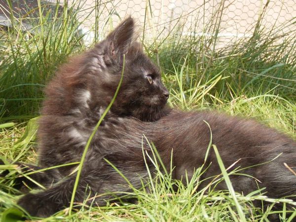 Undercover-Coon´s Donna Bild 81