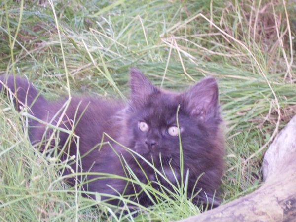 Undercover-Coon´s Donna Bild 82