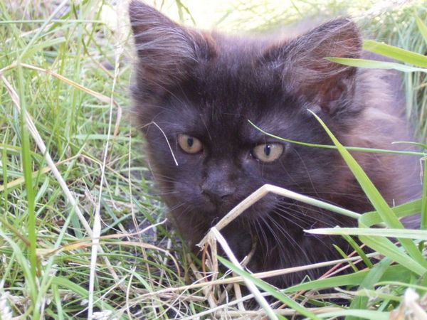 Undercover-Coon´s Donna Bild 98