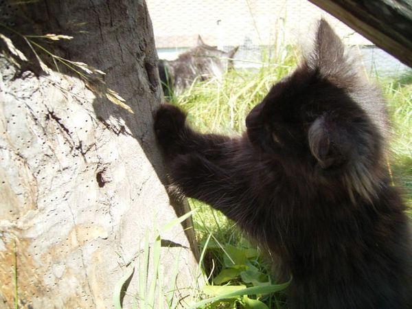 Undercover-Coon´s Donna Bild 101