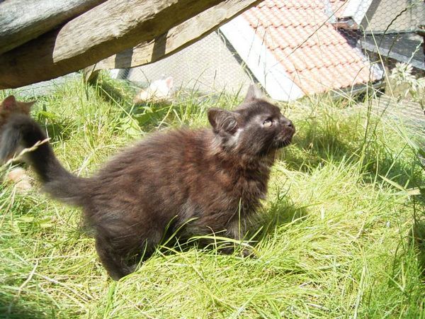 Undercover-Coon´s Donna Bild 102