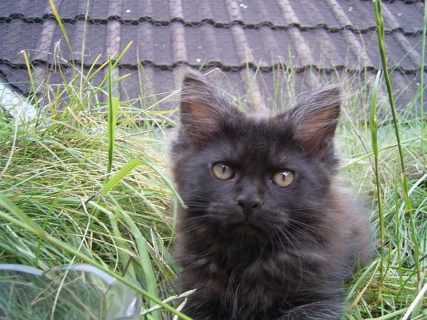 Undercover-Coon´s Donna Bild 104