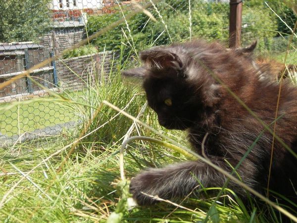 Undercover-Coon´s Donna Bild 106