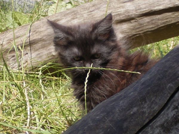 Undercover-Coon´s Donna Bild 111