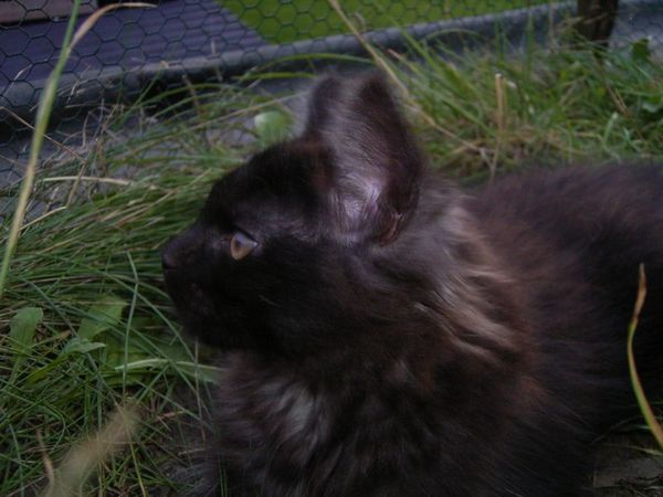 Undercover-Coon´s Donna Bild 119