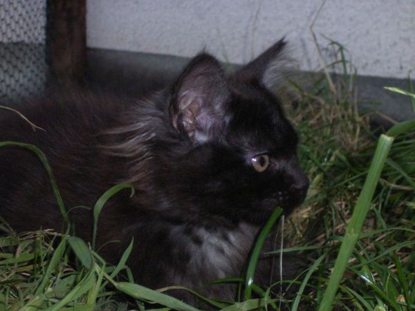 Undercover-Coon´s Donna Bild 122