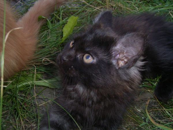 Undercover-Coon´s Donna Bild 124