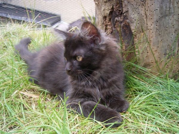 Undercover-Coon´s Donna Bild 128