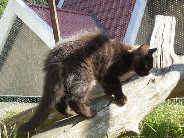 Undercover-Coon´s Donna Bild 140