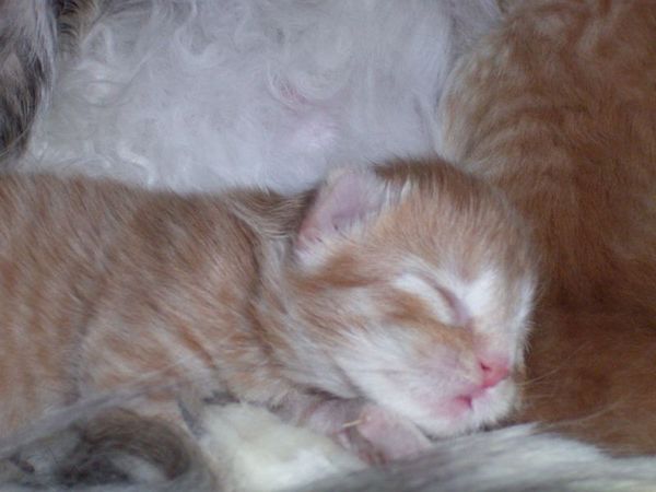 Undercover-Coon´s Duke Bild 3