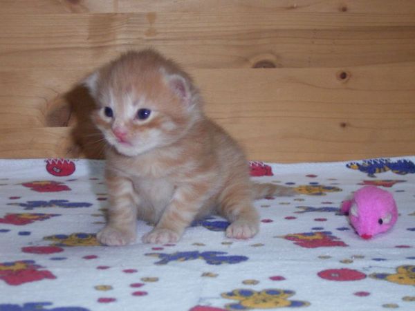 Undercover-Coon´s Duke Bild 9