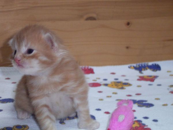 Undercover-Coon´s Duke Bild 11