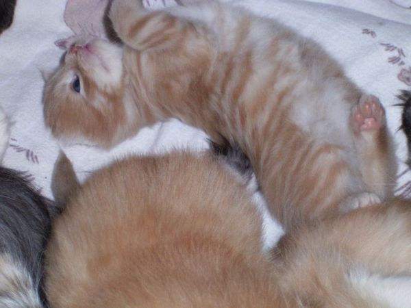 Undercover-Coon´s Duke Bild 29