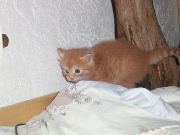 Undercover-Coon´s Duke Bild 39